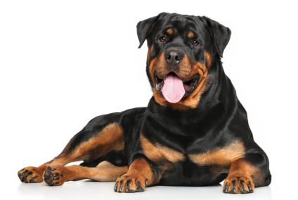 Foto Rottweiler 01 424x285